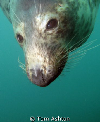 a friendly seal at Eyemouth, east Scotland. canon g11, ys... by Tom Ashton 